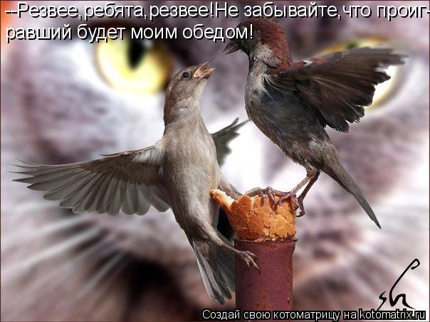 Котоматрица: --Резвее,ребята,резвее!Не забывайте,что проиг- равший будет моим обедом!