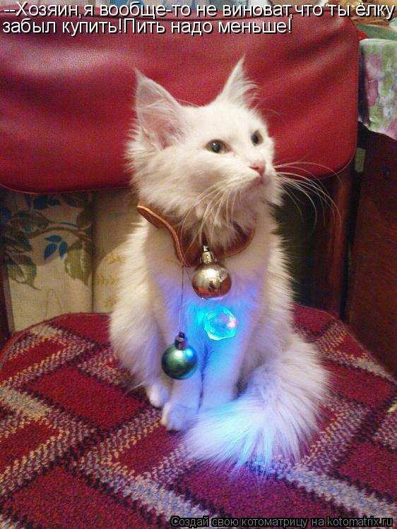 Котоматрица: --Хозяин,я вообще-то не виноват,что ты ёлку забыл купить!Пить надо меньше!