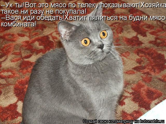 Котоматрица: --Ух ты!Вот это мясо по телеку показывают!Хозяйка такое ни разу не покупала! --Вася,иди обедать!Хватит пялиться на будни мясо- комбината!