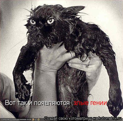 Вот так и появляются злые гении... Котоматрица: Вот так и появляются злые гении