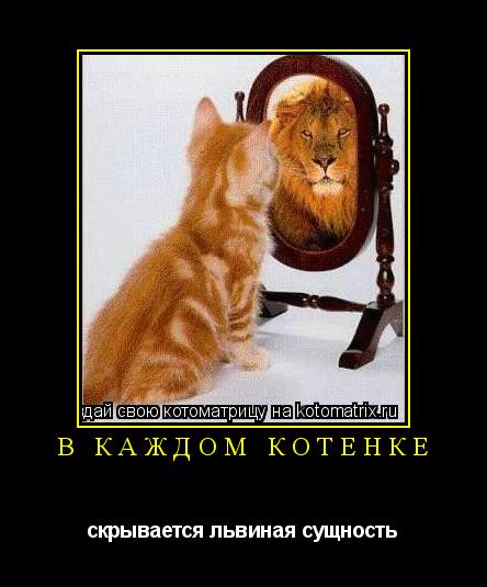 Котоматрица: В КАЖДОМ КОТЁНКЕ  скрывается львиная сущность