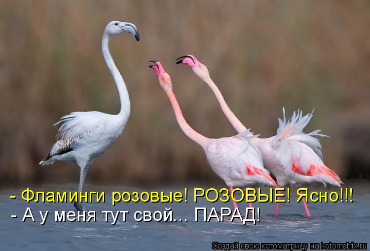 Котоматрица: - Фламинги розовые! РОЗОВЫЕ! Ясно!!! - А у меня тут свой... ПАРАД!