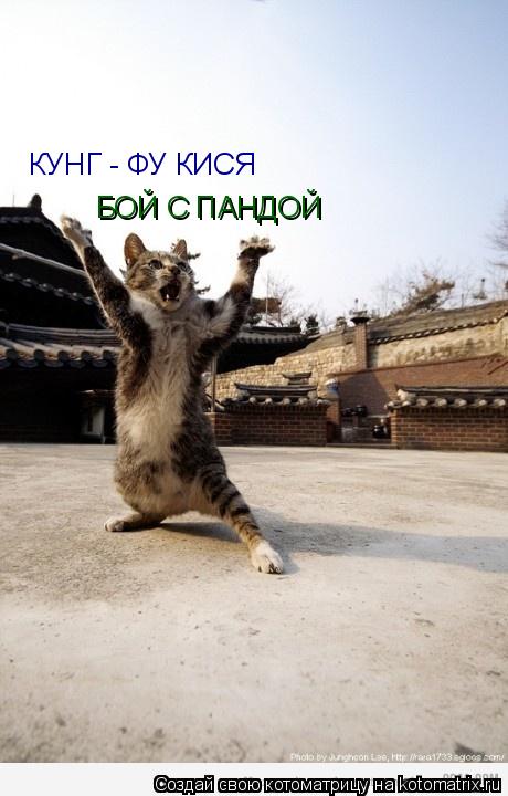 КУНГ - ФУ КИСЯ БОЙ С ПАНДОЙ... Котоматрица: КУНГ - ФУ КИСЯ БОЙ С ПАНДОЙ