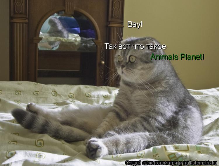 Вау! Так вот что такое Animals Planet!... Котоматрица: Вау! Так вот что такое Animals Planet!