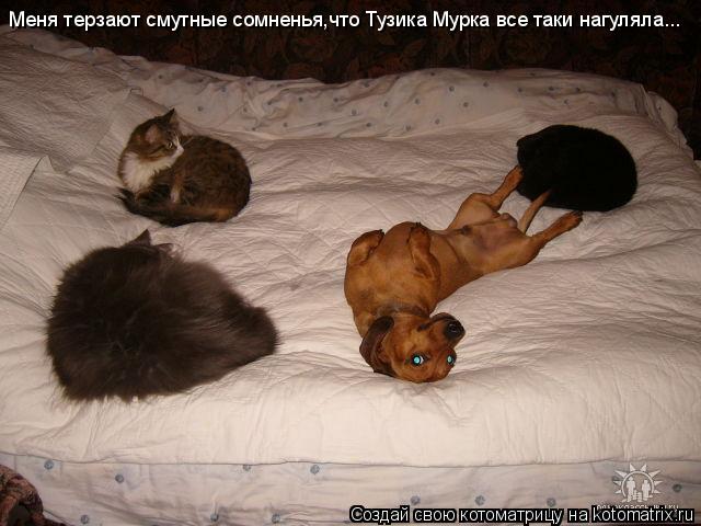 Меня терзают смутные сомненья,что Тузика Мурка все таки нагуляла...... Котоматрица: Меня терзают смутные сомненья,что Тузика Мурка все таки нагуляла...