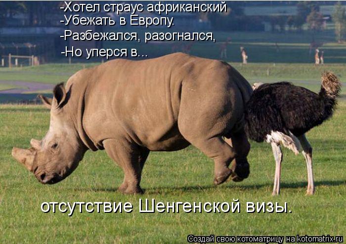 -Хотел страус африканский -Убежать в Европу. -Разбежался, разогнался, -Но уперся в... отсутствие Ш... Котоматрица: -Хотел страус африканский -Убежать в Европу. -Разбежался, разогнался, -Но уперся в... отсутствие Шенгенской визы.
