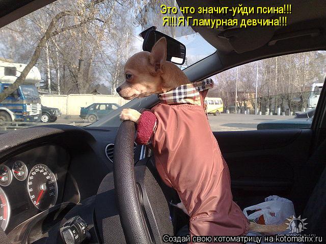 Это что значит-уйди псина!!! Я!!!Я Гламурная девчина!!!... Котоматрица: Это что значит-уйди псина!!! Я!!!Я Гламурная девчина!!!