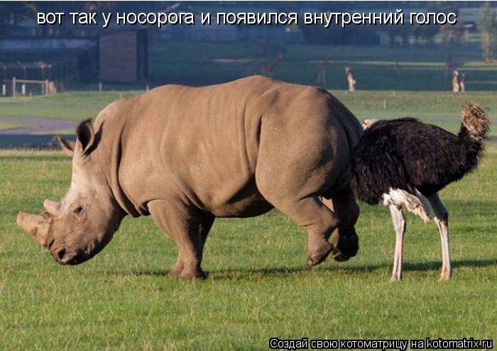 Котоматрица: вот так у носорога и появился внутренний голос