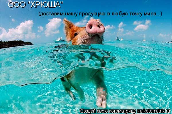 Котоматрица: (доставим нашу продукцию в любую точку мира...)  ООО "ХРЮША"