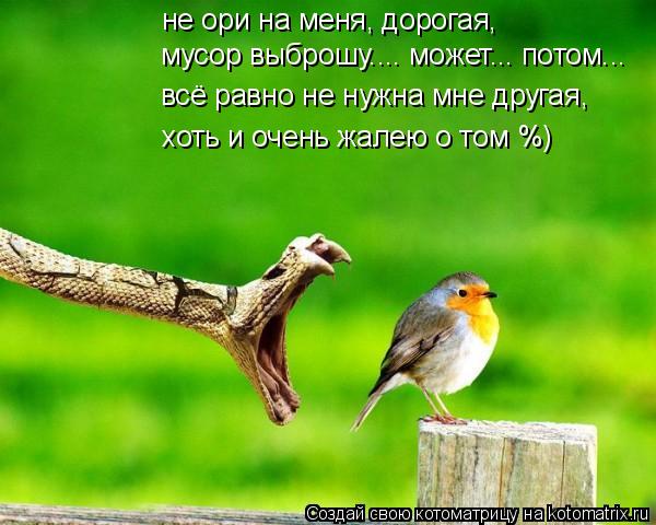 Котоматрица: не ори на меня, дорогая, мусор выброшу.... может... потом... всё равно не нужна мне другая, хоть и очень жалею о том %)