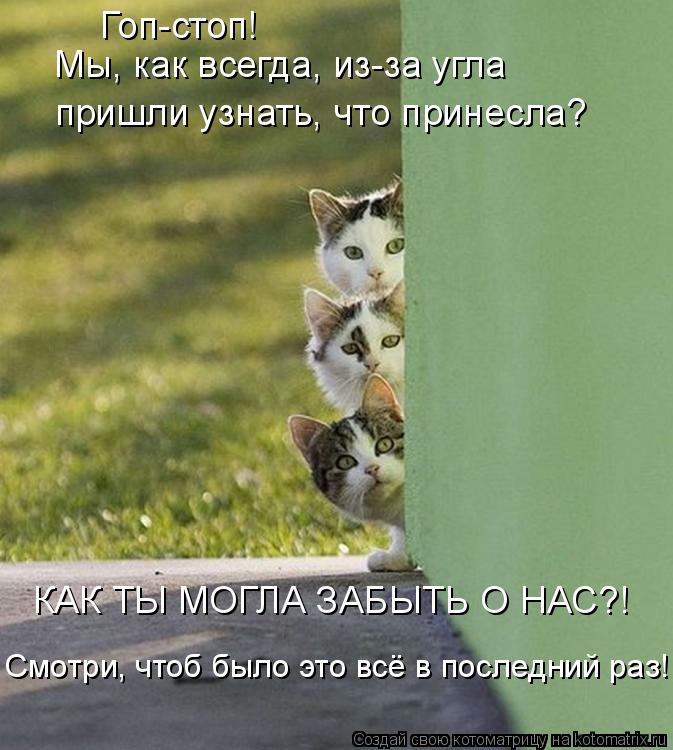 Котоматрица: Мы, как всегда, из-за угла пришли узнать, что принесла? Гоп-стоп!  КАК ТЫ МОГЛА ЗАБЫТЬ О НАС?! Смотри, чтоб было это всё в последний раз!