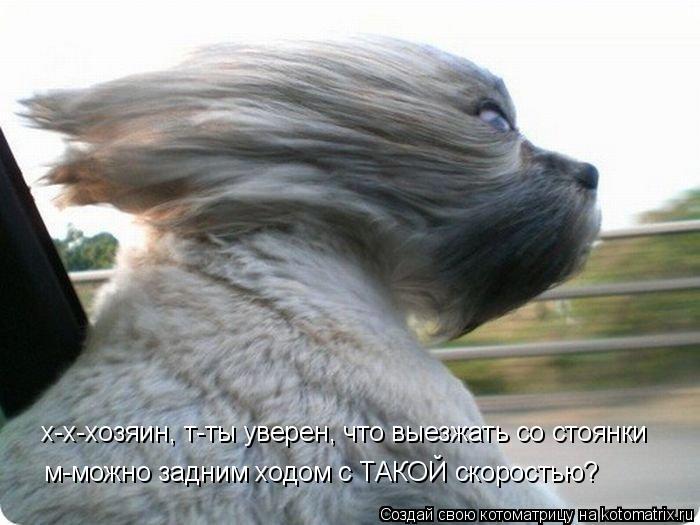 Котоматрица: х-х-хозяин, т-ты уверен, что выезжать со стоянки м-можно задним ходом с ТАКОЙ скоростью?