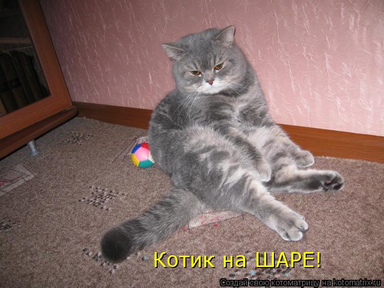 Котоматрица: Котик на ШАРЕ!