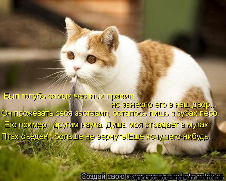 Котоматрица: Был голубь самых честных правил, но занесло его в наш двор... Он прожевать себя заставил, осталось лишь в зубах перо. Его пример – другим наук