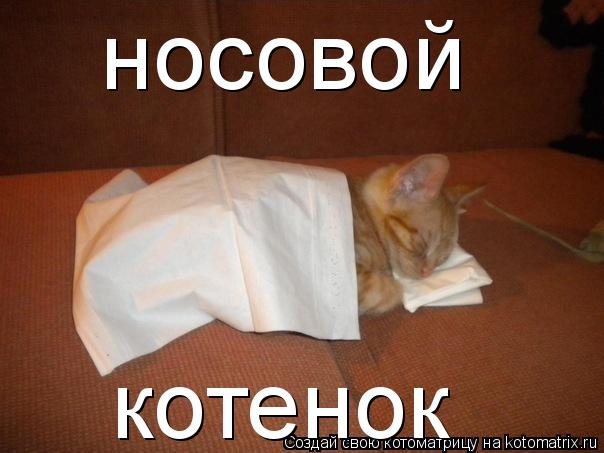 Котоматрица: носовой котенок