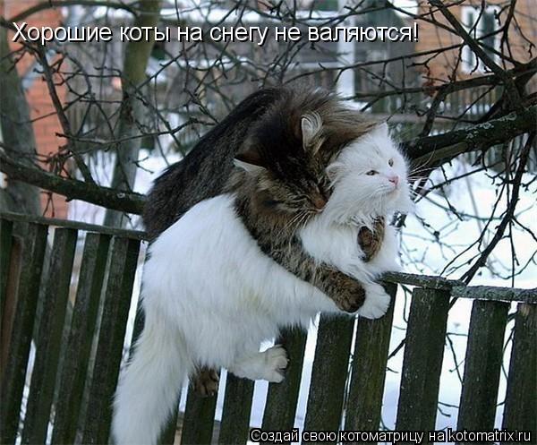 Котоматрица: Хорошие коты на снегу не валяются!