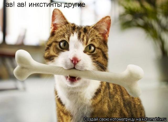 Котоматрица: ав! ав! инкстинты другие