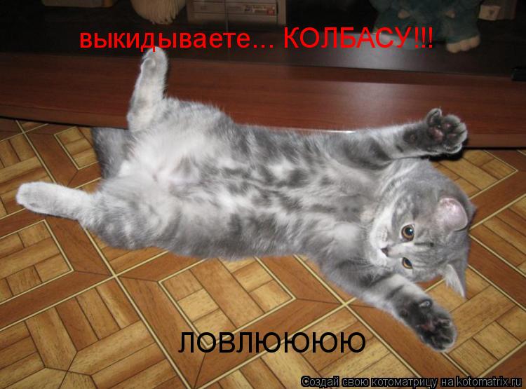Котоматрица: выкидываете... КОЛБАСУ!!! ЛОВЛЮЮЮЮ