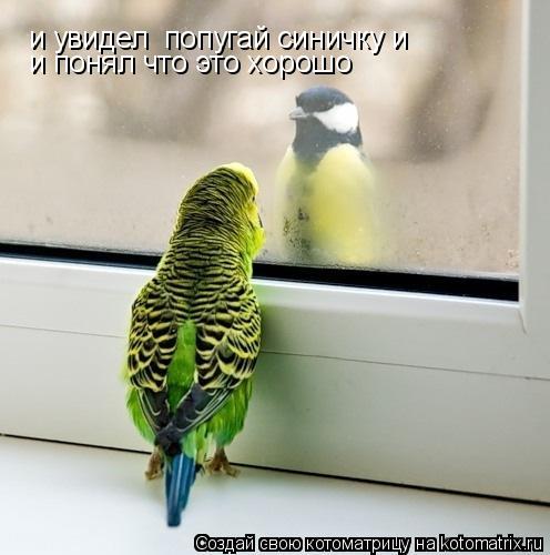 Котоматрица: и увидел  попугай синичку и и понял что это хорошо