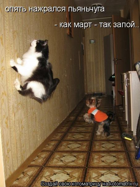 Котоматрица: опять нажрался пьяньчуга  - как март - так запой...