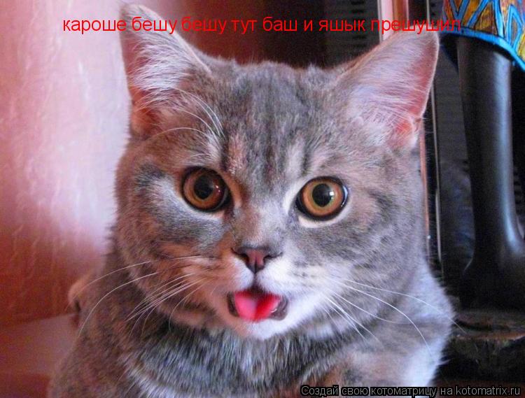 Котоматрица: кароше бешу бешу тут баш и яшык прешушил
