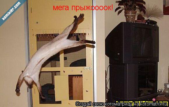 Котоматрица: мега прыжоооок!