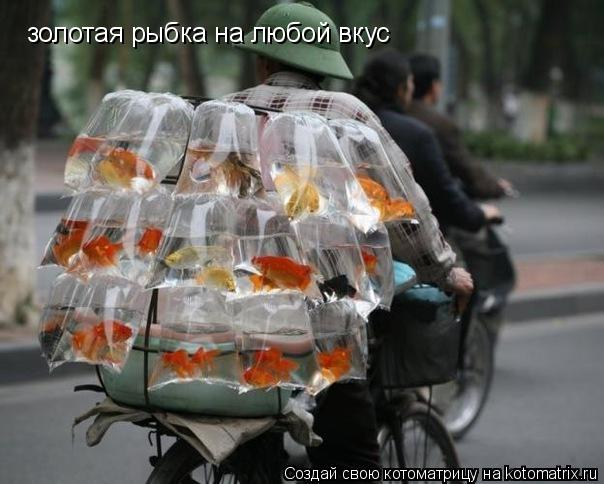 Котоматрица: золотая рыбка на любой вкус