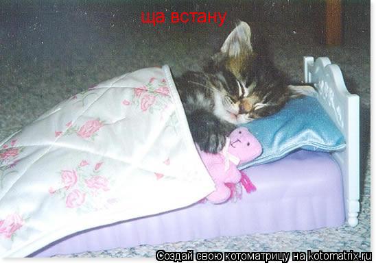 Котоматрица: ща встану