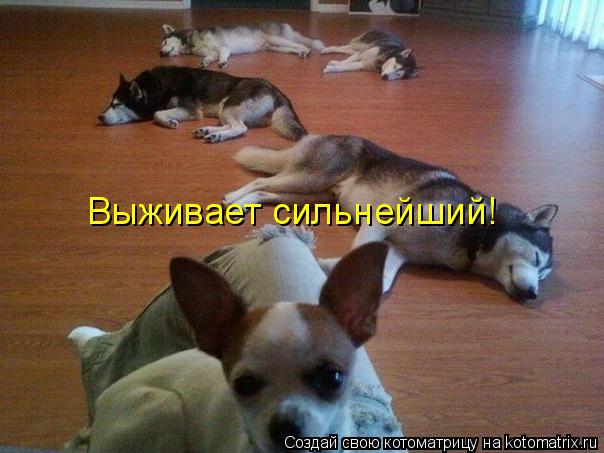 Котоматрица: Выживает сильнейший!