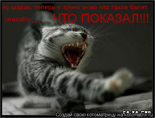 Котоматрица: ну шарик, теперь я точно знаю что такое балет спасибо ЧТО ПОКАЗАЛ!!! ...