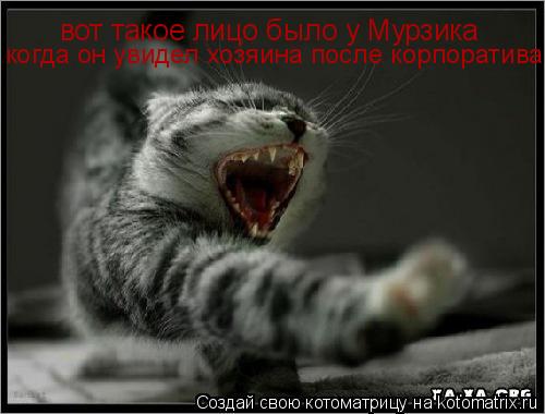 Котоматрица: вот такое лицо было у Мурзика когда он увидел хозяина после корпоратива