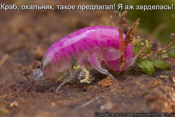 Котоматрица: Краб, охальник, такое предлагал! Я аж зарделась!