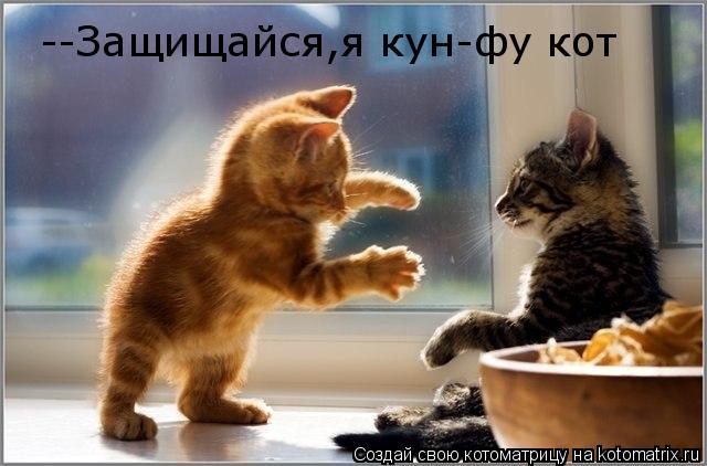 Котоматрица: --Защищайся,я кун-фу кот