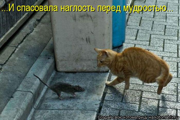 Котоматрица: ...И спасовала наглость перед мудростью...