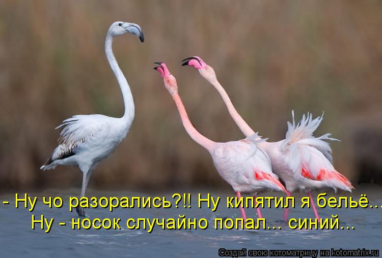 Котоматрица: - Ну чо разорались?!! Ну кипятил я бельё... Ну - носок случайно попал... синий...