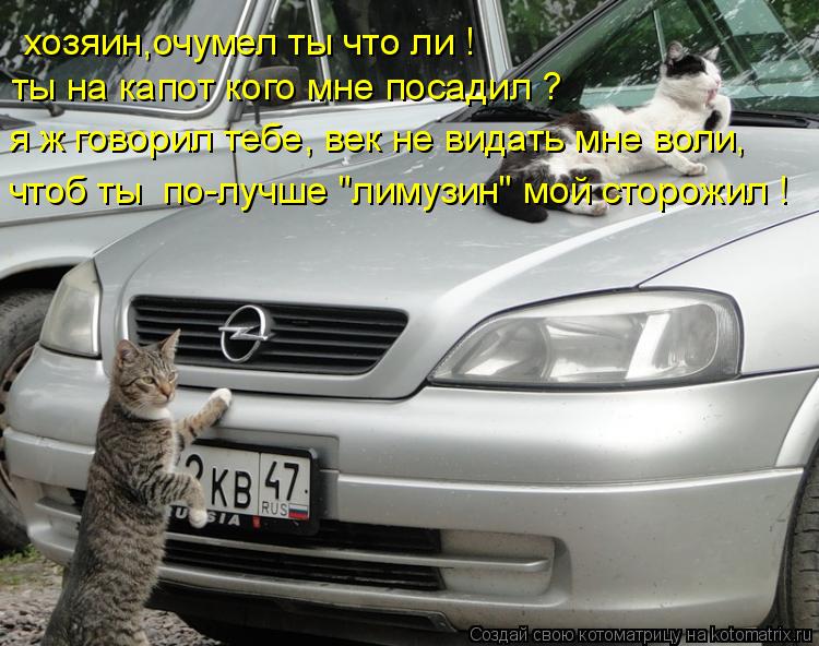 Котоматрица: хозяин,очумел ты что ли ! ты на капот кого мне посадил ? я ж говорил тебе, век не видать мне воли, чтоб ты  по-лучше "лимузин" мой сторожил !