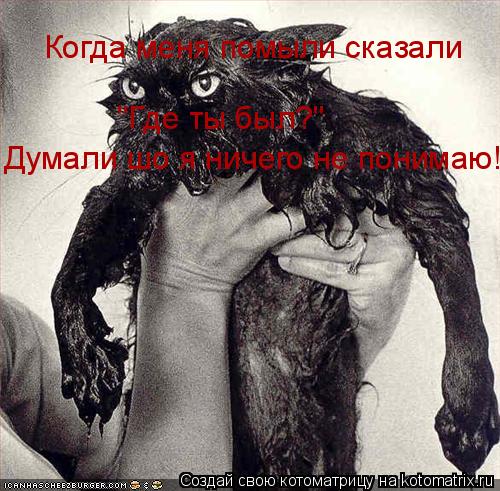 Котоматрица: Когда меня помыли сказали "Где ты был?" Думали шо я ничего не понимаю!