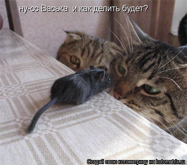 Котоматрица: ну-сс Васька  и как делить будет?
