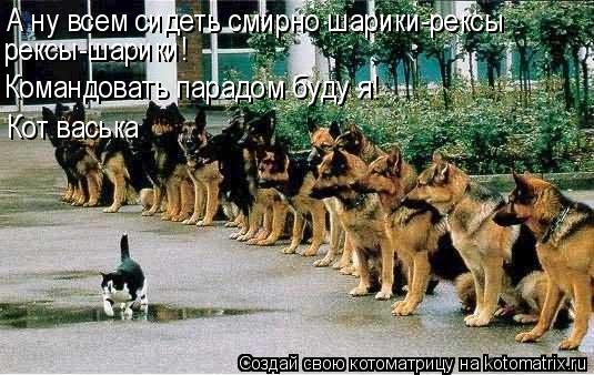 Котоматрица: А ну всем сидеть смирно шарики-рексы рексы-шарики! Командовать парадом буду я! Кот васька