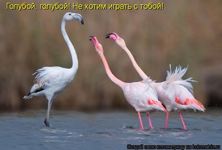 Голубой, голубой! Не хотим играть с тобой!... Котоматрица: Голубой, голубой! Не хотим играть с тобой!