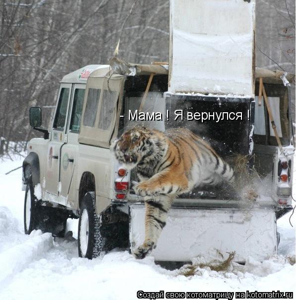 Котоматрица: - Мама ! Я вернулся !