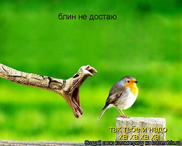 Котоматрица: блин не достаю  так тебе и надо ха ха ха ха