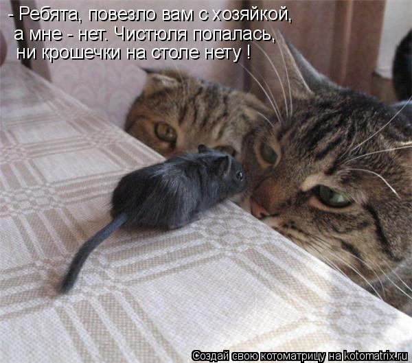 Котоматрица: - Ребята, повезло вам с хозяйкой, а мне - нет. Чистюля попалась,  ни крошечки на столе нету !