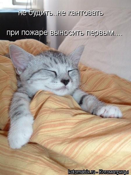 Котоматрица: не будить..не кантовать при пожаре выносить первым....