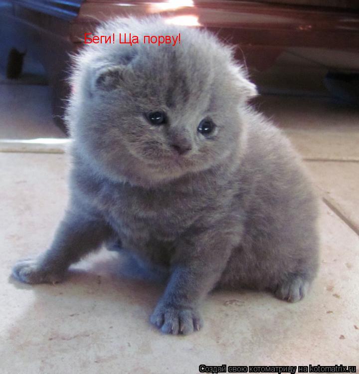 Котоматрица: Беги! Ща порву!
