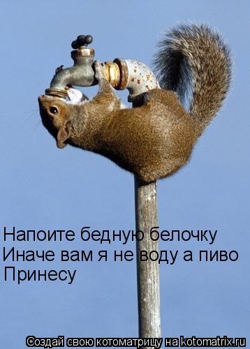Котоматрица: Напоите бедную белочку Иначе вам я не воду а пиво Принесу