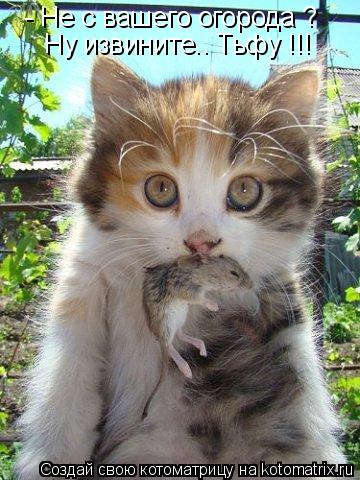 Котоматрица: - Не с вашего огорода ? Ну извините.. Тьфу !!!