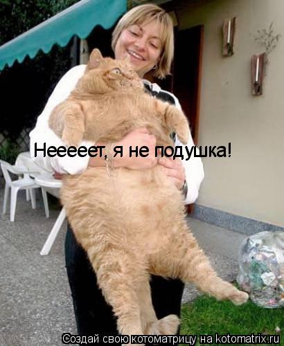 Котоматрица: Нееееет, я не подушка! Нееееет, я не подушка!