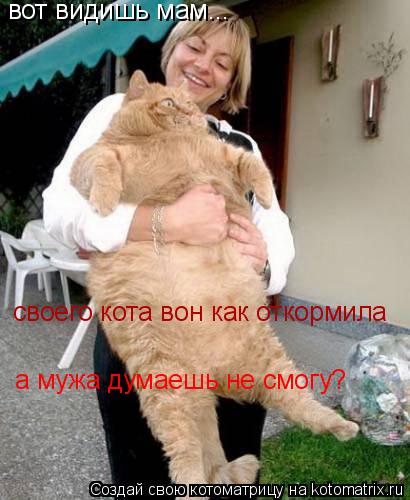 Котоматрица: вот видишь мам... своего кота вон как откормила а мужа думаешь не смогу?