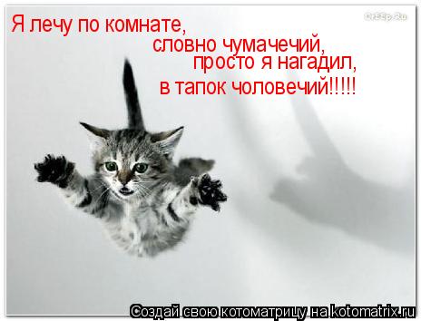 Котоматрица: Я лечу по комнате, словно чумачечий, просто я нагадил, в тапок чоловечий!!!!!